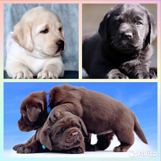 Лабрадор щенки все окрасы. РКФ-FCI