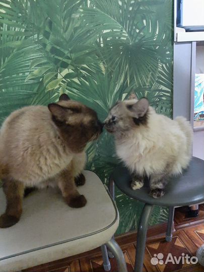 Самские котята