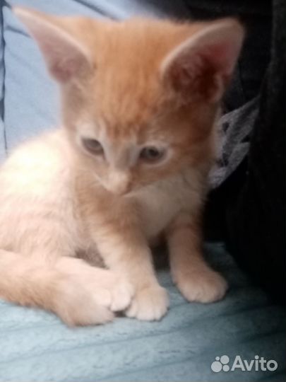 Рыжий котенок