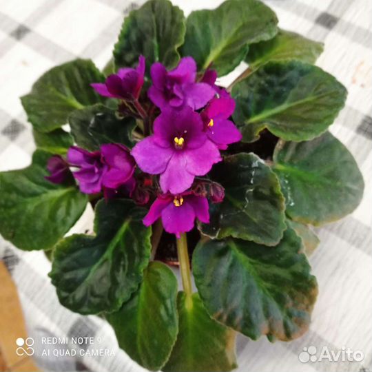 Фиалка цветущая, детки, листочки