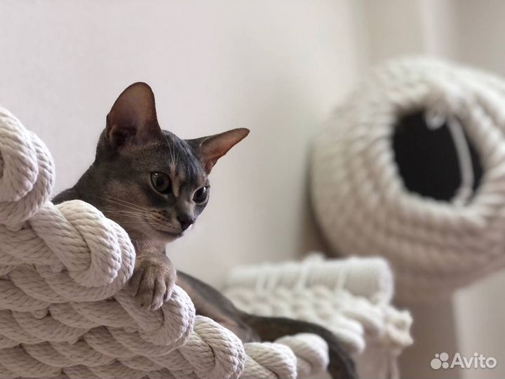 Передержка для кошек