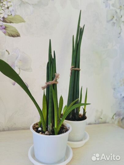 Сансевиерия Цилиндрика