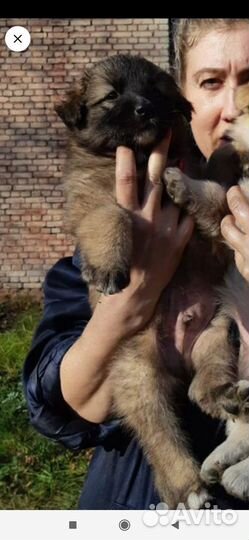 В добрые руки