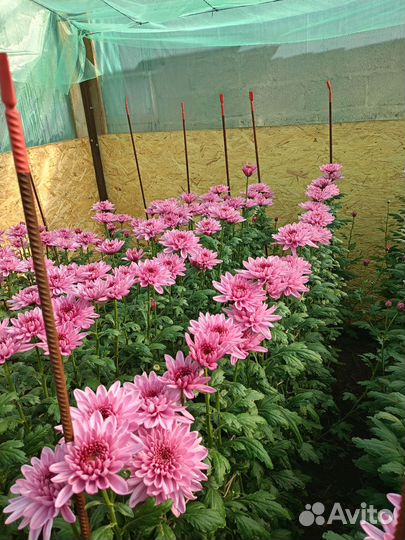 Хризантема