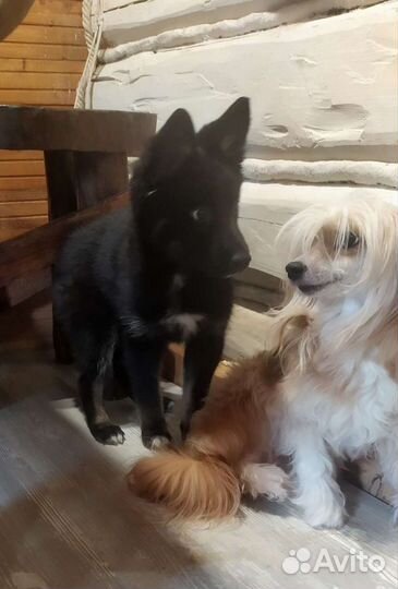 Передержка/зоогостиница животных/собак/кошек