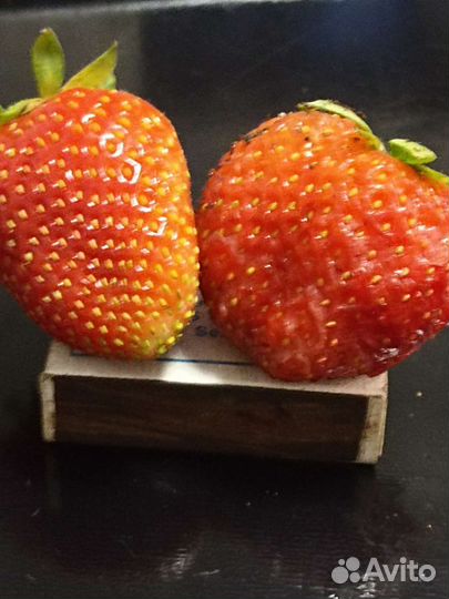 Саженцы клубники