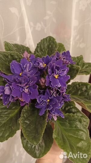 Stunning Violet Hats: LE-Parnassus Rose, LE-Panochka, Funambule, LE-Betelgeuse, and Wedding Bouquet