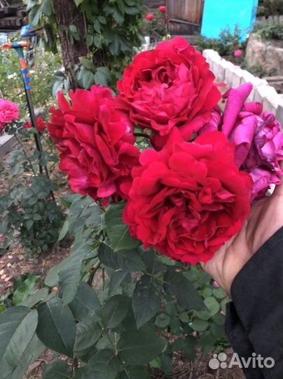 Саженцы роз