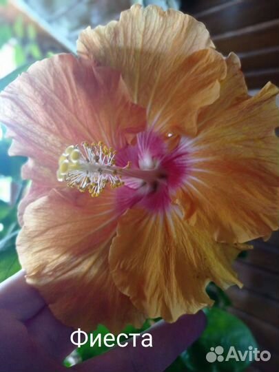 Флоридские сортовые гибискусы