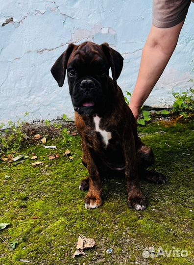 Щенки немецкого боксера