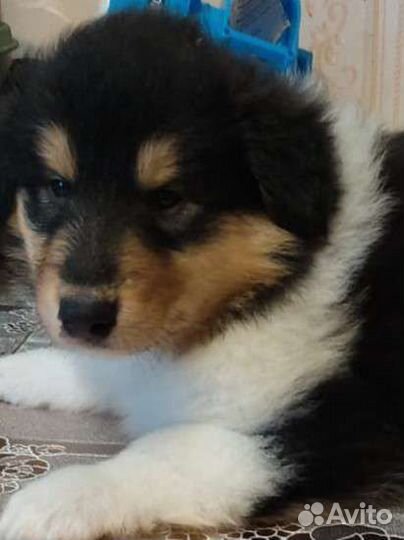 Щенки Колли