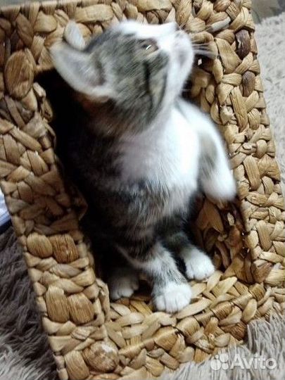 Котенок