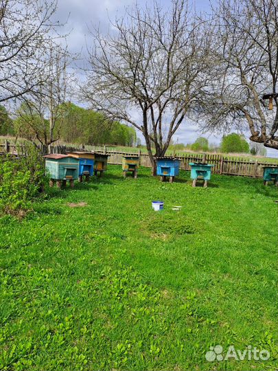 Продам пчелосемьи