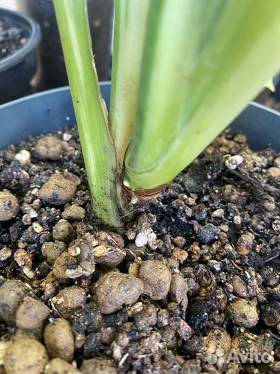 Аглаонема тайская suvarnabhumi