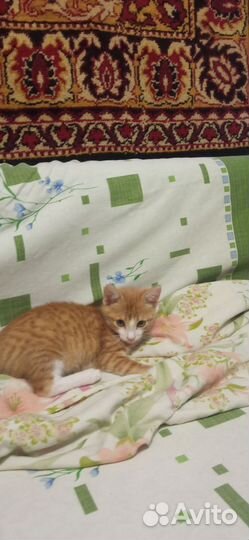 Отдам кота в добрые руки