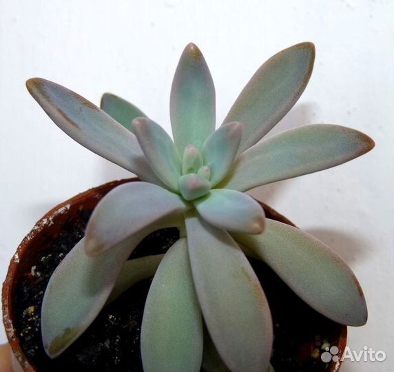 Кактусы и суккуленты