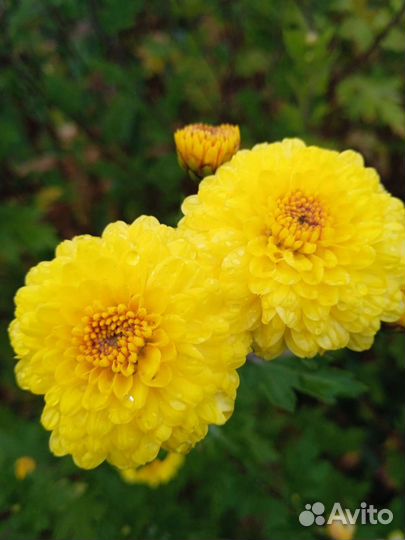 Хризантема кустовая