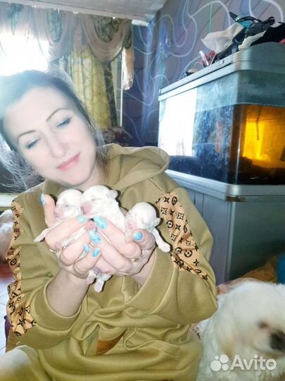 Щенки мальтийской болонки mini