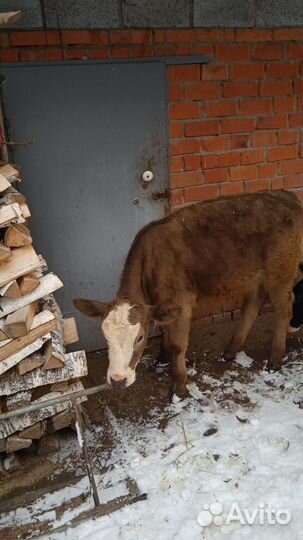 Продаются тёлки