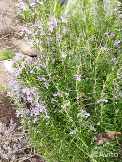 Розмарин, лаванда саженцы, мускари цветы