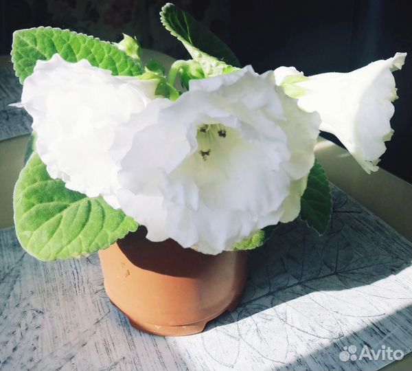 Детки сортовых махровых глоксиний часть 4