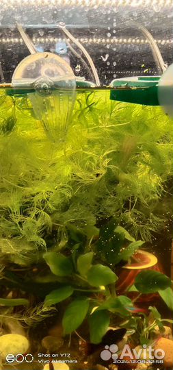 Растение для аквариума