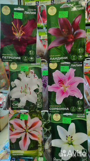 Лилии луковицы