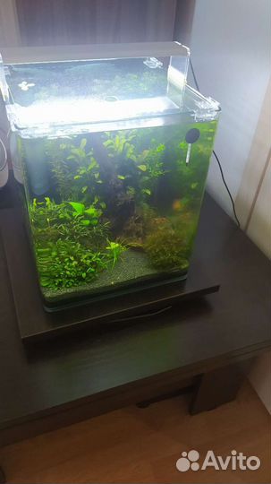 Аквариум-креветочник