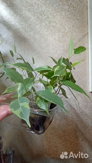 Фикусы разные
