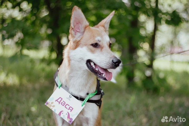 Собака в добрые руки