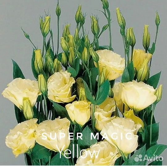 Эустома высокорослая рассада