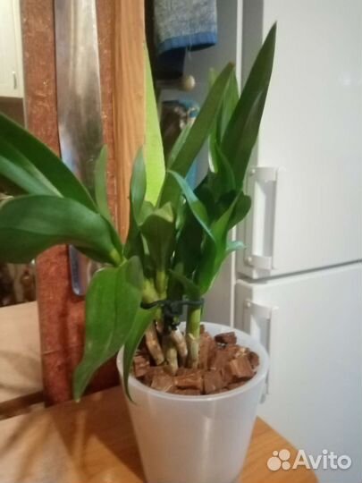 Орхидея дендрофаленопсис