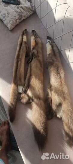Шкурки куницы