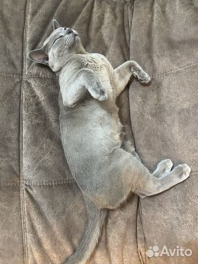 Бурманская