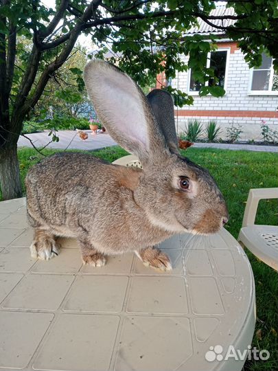 Кролики на развод