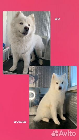 Груминг (стрижка собак, кошек, вычёсывание)