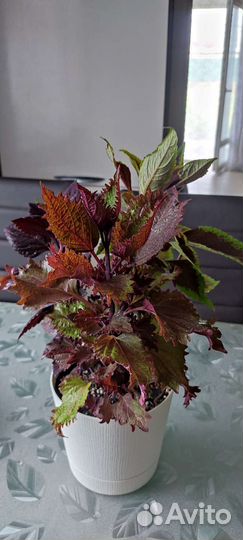 Колеусы 3 в 1(не черенки)