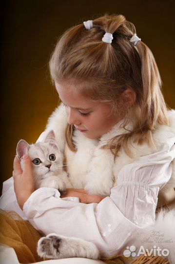 Фотосессия с котятами, маркетплейсы, скоттиш фолд