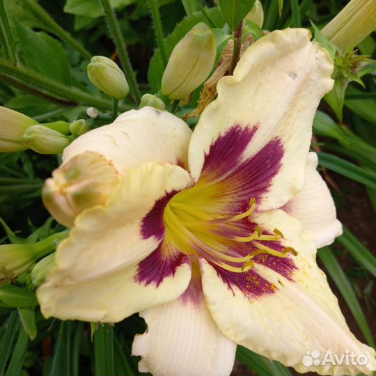 Лилейники сортовые