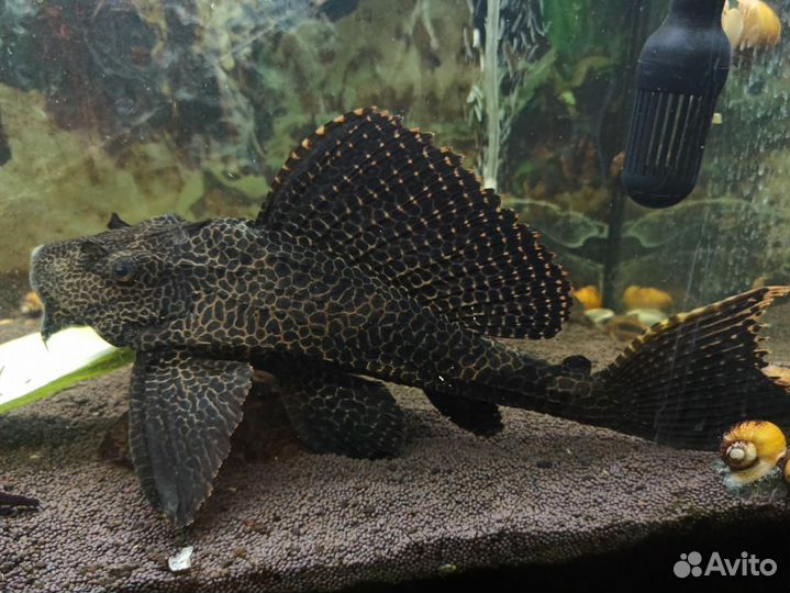 Парчевый сом(птеригоплихт)