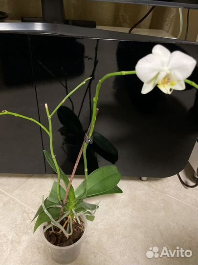Орхидея