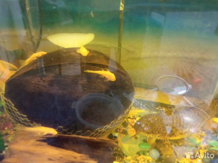 Анциструс сомики подростки и улитки