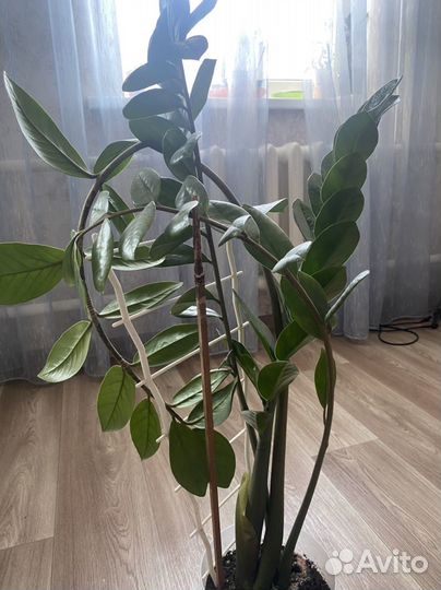 Замиокулькас