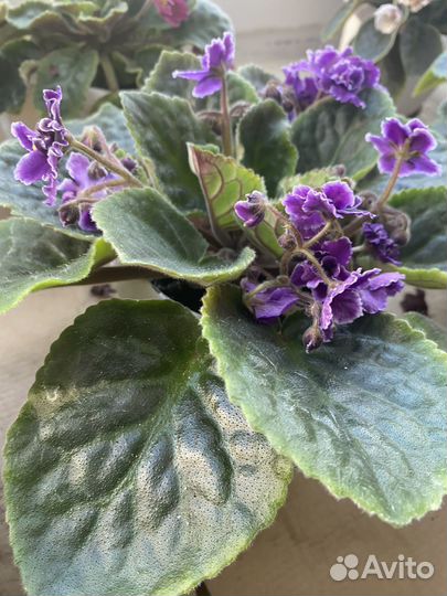 Фиалка в горшках сортовые