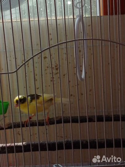 Кенара и канарейки