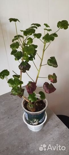 Пеларгонии