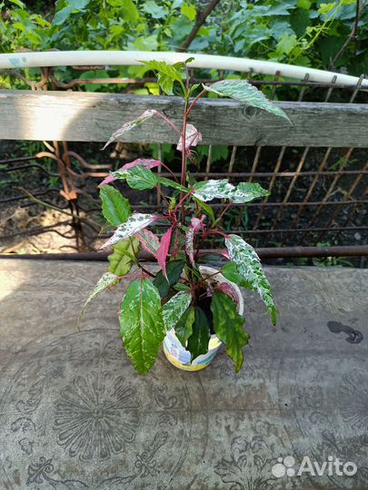 Гибискус розовый