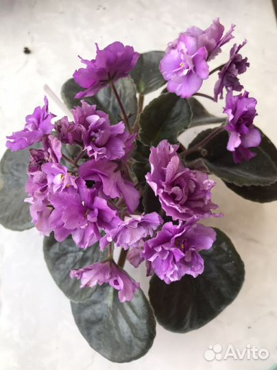 Цветущие фиалки сорта Apache Midnight