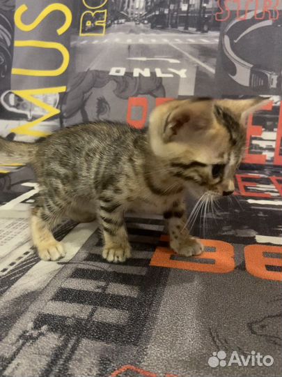 Бенгальские котята