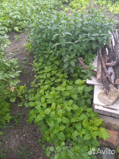 Мята и Мелисса